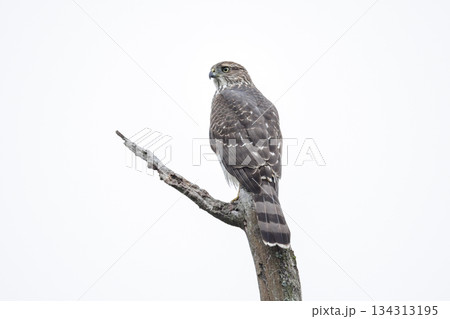 cooper's hawk bird 134313195