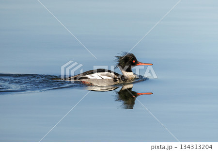 Red breasted Merganser bird 134313204