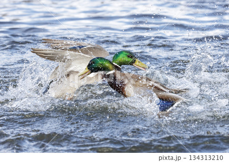 mallard duck 134313210