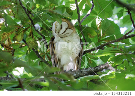 Barn owl bird Barn owl bird 134313211