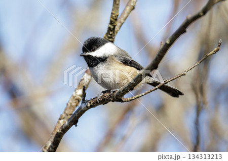 Black-capped chickadee bird Black-capped chickadee bird 134313213