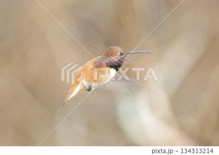 Rufous hummingbird bird 134313214
