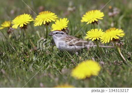 Chipping sparrow bird Chipping sparrow bird 134313217