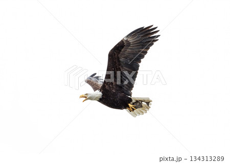 Bald eagle bird 134313289