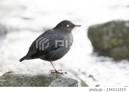 American dipper bird American dipper bird 134313353