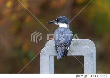 Belted Kingfisher bird Belted Kingfisher bird 134313365