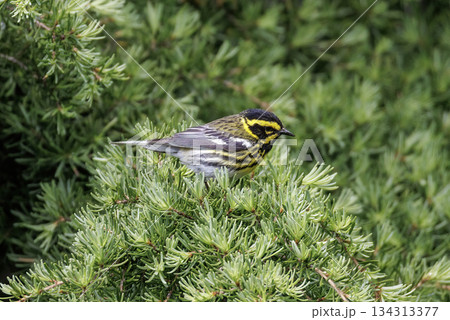 Townsend's Warbler bird Townsend's Warbler bird 134313377
