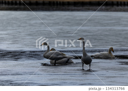 矢吹町大池公園に飛来した白鳥 矢吹町大池公園に飛来した白鳥 134313766