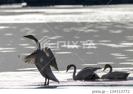 矢吹町大池公園に飛来した白鳥 矢吹町大池公園に飛来した白鳥 134313772