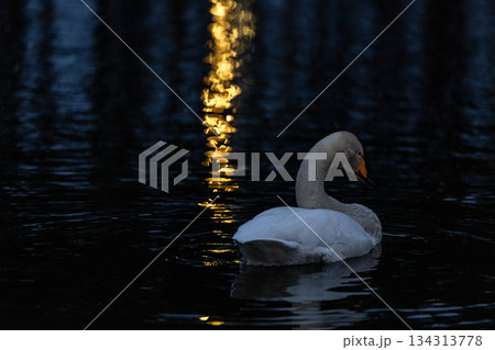 矢吹町大池公園に飛来した白鳥 134313778