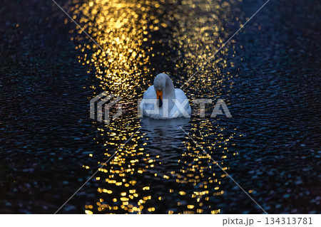 矢吹町大池公園に飛来した白鳥 134313781