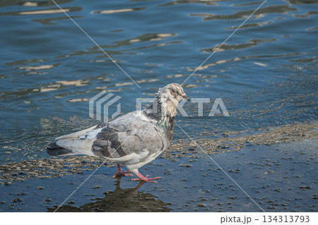 水辺のハト　大阪市堂島川　中之島公園 134313793