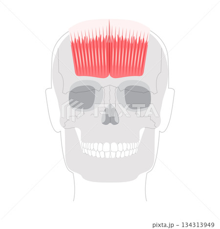 Occipitofrontalis - Human scalp muscle that raises the eyebrows and wrinkles the forehead, depicted in detailed anatomy Occipitofrontalis - Human scalp muscle that raises the eyebrows and wrinkles the forehead, depicted in detailed anatomy 134313949
