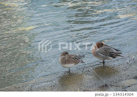 中之島公園の水辺でくつろぐヒドリガモ（つがい）　大阪市 134314304