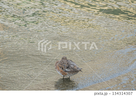 中之島公園の水辺でくつろぐヒドリガモ(メス) 大阪市 中之島公園の水辺でくつろぐヒドリガモ(メス) 大阪市 134314307