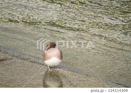 中之島公園の水辺でくつろぐヒドリガモ（オス）　大阪市 134314309