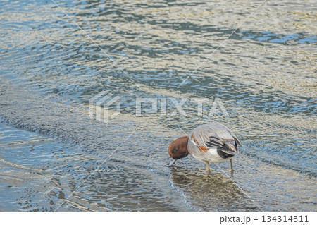 中之島公園の水辺のヒドリガモ（オス）　大阪市 134314311