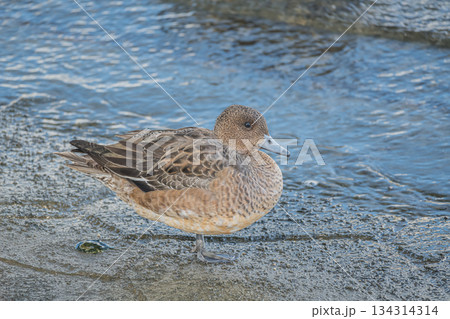 中之島公園の水辺でくつろぐヒドリガモ（メス）　大阪市 134314314