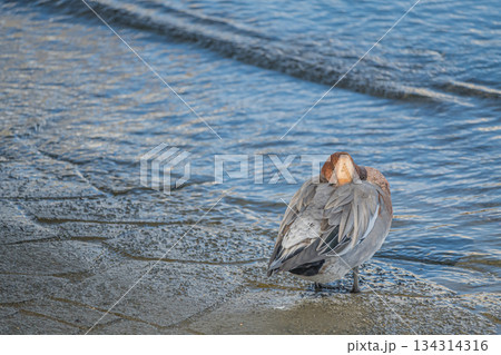 中之島公園の水辺でくつろぐヒドリガモ(オス) 大阪市 中之島公園の水辺でくつろぐヒドリガモ(オス) 大阪市 134314316
