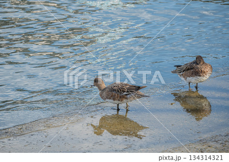 中之島公園の水辺でくつろぐヒドリガモ(メス) 大阪市 中之島公園の水辺でくつろぐヒドリガモ(メス) 大阪市 134314321