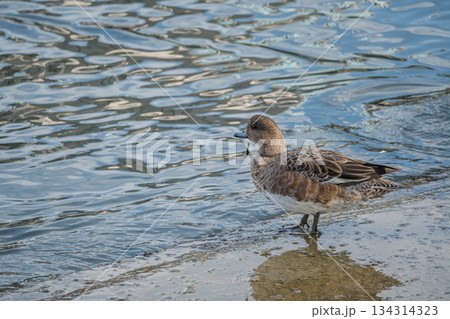 中之島公園の水辺のヒドリガモ(メス) 大阪市 中之島公園の水辺のヒドリガモ(メス) 大阪市 134314323