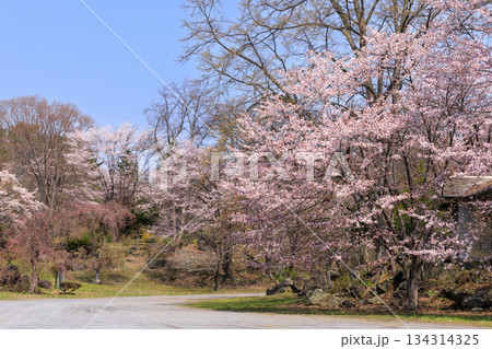 北海道伊達市、有珠善光寺自然公園で咲き誇る桜【5月】 134314325