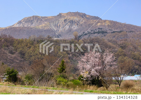 北海道壮瞥町、伊達市側から眺めた有珠山と桜【5月】 北海道壮瞥町、伊達市側から眺めた有珠山と桜【5月】 134314328