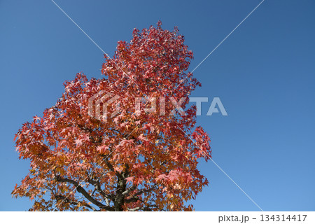 モミジバフウ 134314417