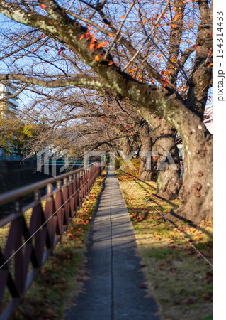 秋の京都天神川の側道からみた風景 134314433