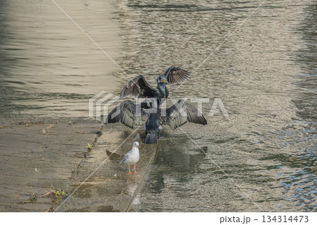 水辺で羽を広げるカワウ 大阪市堂島川 中之島公園 水辺で羽を広げるカワウ 大阪市堂島川 中之島公園 134314473