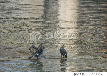 水辺で羽を広げるカワウ 大阪市堂島川 中之島公園 水辺で羽を広げるカワウ 大阪市堂島川 中之島公園 134314476