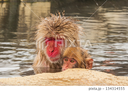 スノーモンキー(地獄谷野猿公苑) スノーモンキー(地獄谷野猿公苑) 134314555
