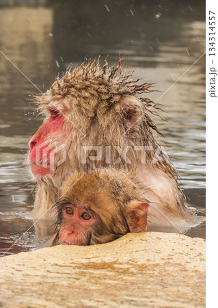 スノーモンキー（地獄谷野猿公苑） 134314557