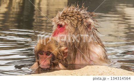 スノーモンキー（地獄谷野猿公苑） 134314564