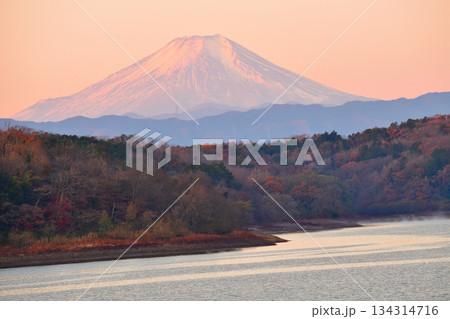 富士山　初冬　冠雪　朝焼け　狭山湖畔からの眺め 134314716
