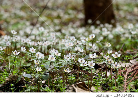 セツブンソウの大群落(1) セツブンソウの大群落(1) 134314855