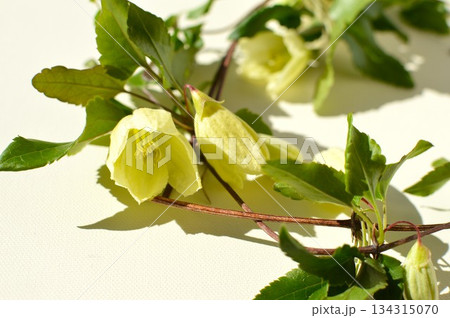 白い冬咲きクレマチス 134315070