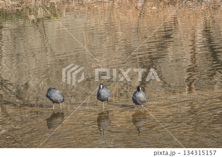オオバン 天野川 大阪府枚方市 オオバン 天野川 大阪府枚方市 134315157