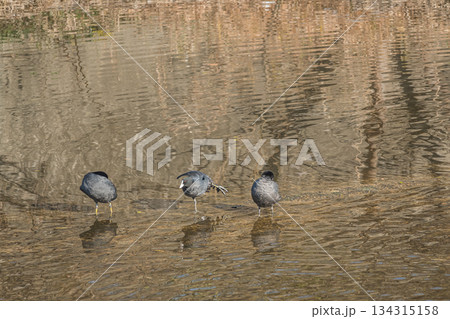 オオバン　天野川　大阪府枚方市 134315158