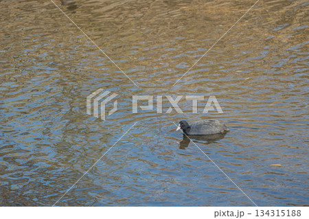 オオバン 淀川 大阪府枚方市 オオバン 淀川 大阪府枚方市 134315188