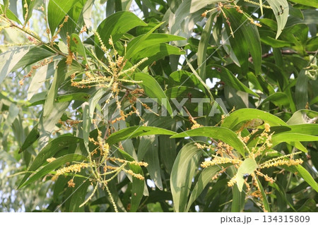 Eucalyptus tree plant on farm 134315809