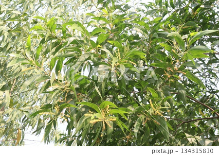 Eucalyptus tree plant on farm 134315810