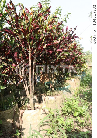 Garden croton tree plant on farm Garden croton tree plant on farm 134315832