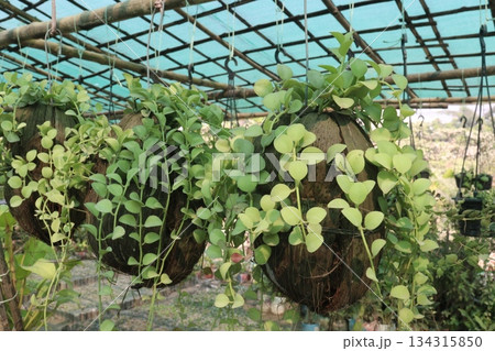 Dischidia leaf plant on hanging pot in farm Dischidia leaf plant on hanging pot in farm 134315850