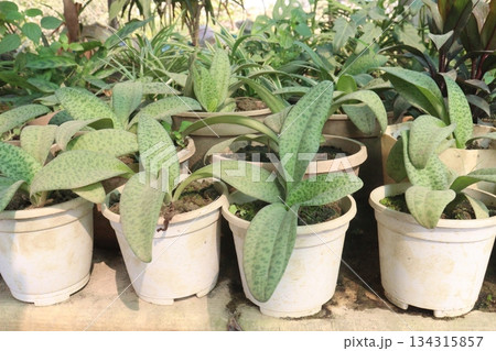 Drimiopsis leaf plant on farm Drimiopsis leaf plant on farm 134315857