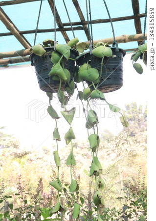 Dischidia platyphylla leaf plant on hanging pot Dischidia platyphylla leaf plant on hanging pot 134315859