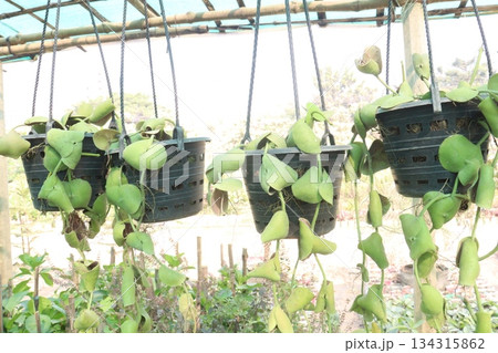 Dischidia platyphylla leaf plant on hanging pot 134315862