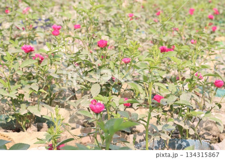 Globe amaranth flower plant on nursery Globe amaranth flower plant on nursery 134315867