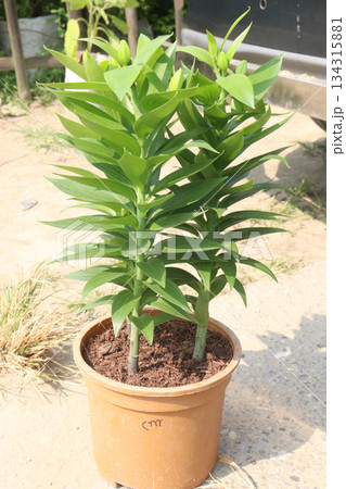 Lilium longiflorum, known as the Easter lily Lilium longiflorum, known as the Easter lily 134315881