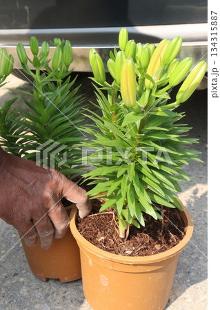 Lilium longiflorum, known as the Easter lily 134315887